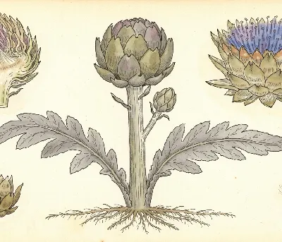 Artischocke – botanische Illustration