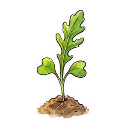 Rucola – Startphase