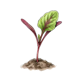 Rote Bete – Startphase