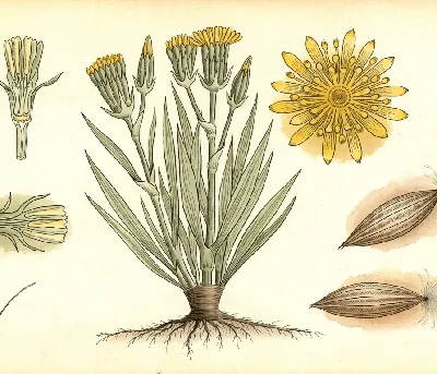 Schwarzwurzel – botanische Illustration