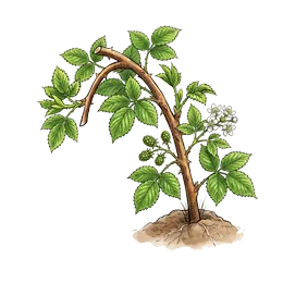 Brombeere – Wachstumsphase