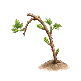 Brombeere – Startphase