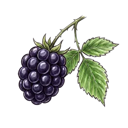 Brombeere – Pflanze oder Frucht