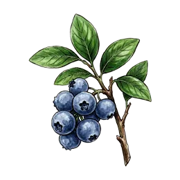 Heidelbeere – Pflanze oder Frucht