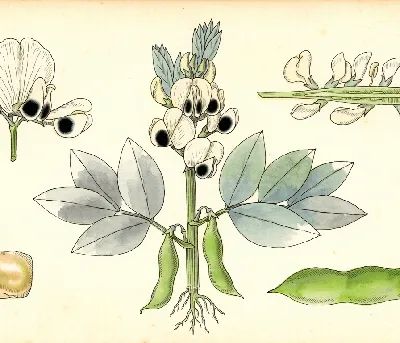 Dicke Bohnen – botanische Illustration
