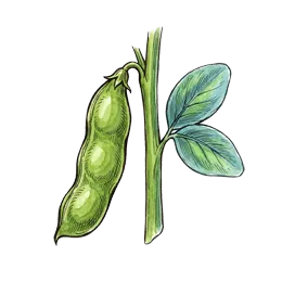 Dicke Bohnen – Pflanze oder Frucht