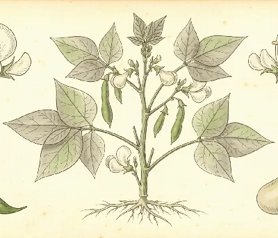 Buschbohnen – botanische Illustration