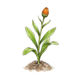 Ringelblume – Wachstumsphase