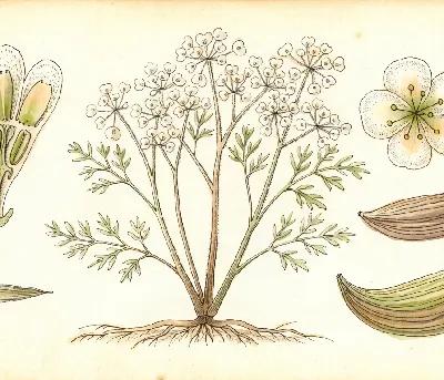 Kümmel – botanische Illustration