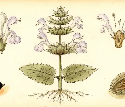 Katzenminze – botanische Illustration