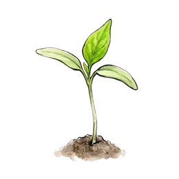Chili – Startphase
