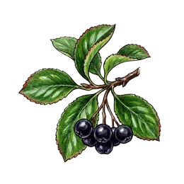 Aronia – Pflanze oder Frucht