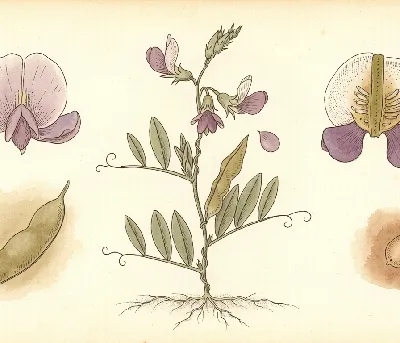 Sommerwicke – botanische Illustration