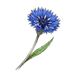 Kornblume – Pflanze oder Frucht
