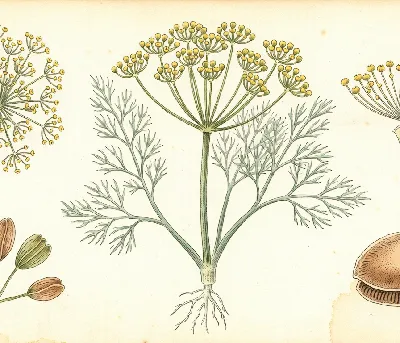 Dill – botanische Illustration