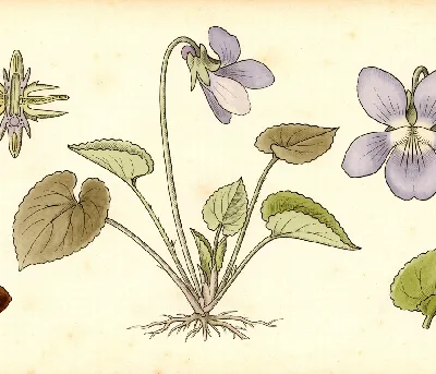 Veilchen – botanische Illustration