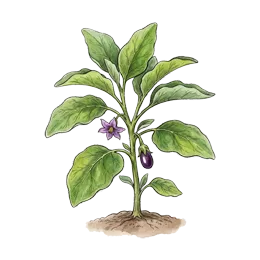 Aubergine – Wachstumsphase