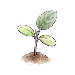 Aubergine – Startphase
