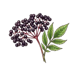 Schwarzer Holunder – Pflanze oder Frucht