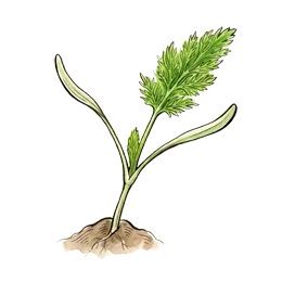 Knollenfenchel – Startphase