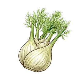Knollenfenchel – Pflanze oder Frucht