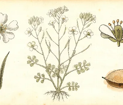 Kresse – botanische Illustration