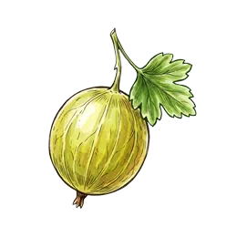 Stachelbeere – Pflanze oder Frucht