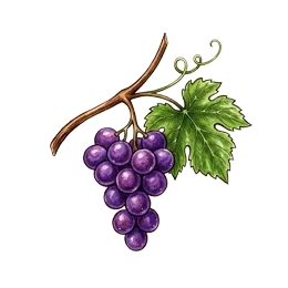 Weinrebe – Pflanze oder Frucht