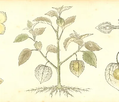Ananaskirsche – botanische Illustration