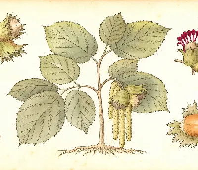 Haselnuss – botanische Illustration