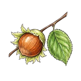 Haselnuss – Pflanze oder Frucht