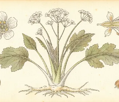 Meerrettich – botanische Illustration