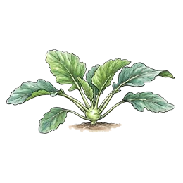 Kohlrabi – Wachstumsphase