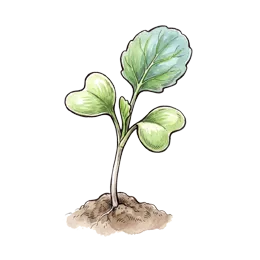 Kohlrabi – Startphase