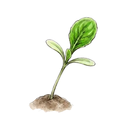 Feldsalat – Startphase
