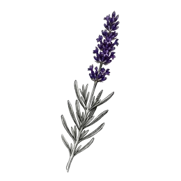 Echter Lavendel – Pflanze oder Frucht
