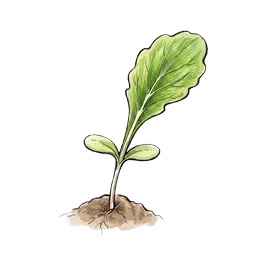 Pflücksalat – Startphase