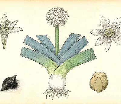 Lauch – botanische Illustration