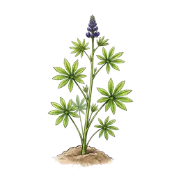 Lupine – Wachstumsphase