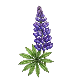 Lupine – Pflanze oder Frucht