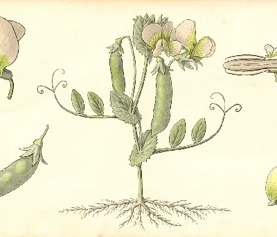 Markerbsen – botanische Illustration