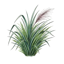 Miscanthus – Pflanze oder Frucht