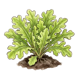 Eichblattsalat – Wachstumsphase