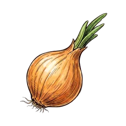 Steckzwiebel – Pflanze oder Frucht