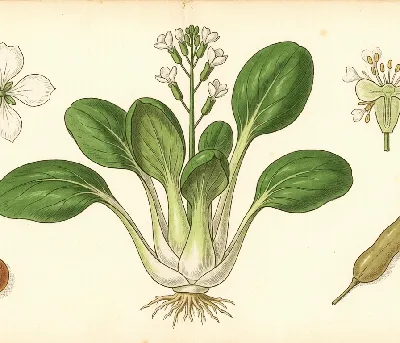 Pak Choi – botanische Illustration