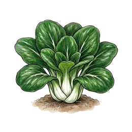 Pak Choi – Wachstumsphase
