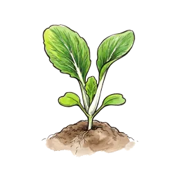 Pak Choi – Startphase