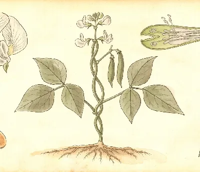Stangenbohnen – botanische Illustration
