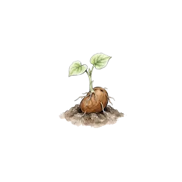 Kartoffel – Startphase