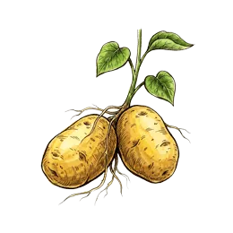 Kartoffel – Pflanze oder Frucht